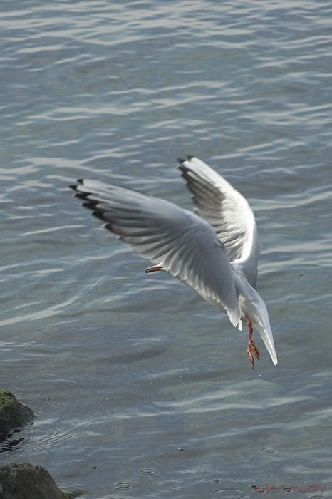 Une mouette cachant son visage derrière son aile, en plein vol.