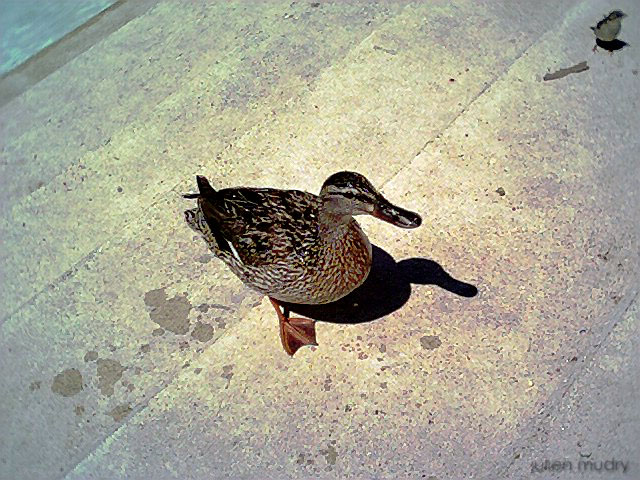 Une canne au bord d'une fontaine.