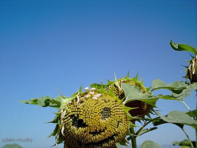 Un visage dessiné dans un tournesol.