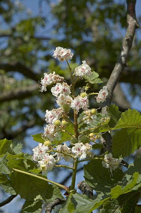 Une fleur de marronnier, en fin de floraison.